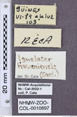 Etikette zu Ignelater havaniensis (NHMW-ZOO-COL-0010897)